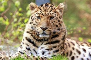 Dalekog istočnog leoparda